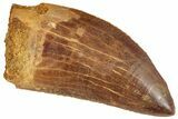 Serrated, Carcharodontosaurus Tooth - Gorgeous tooth #241368-1